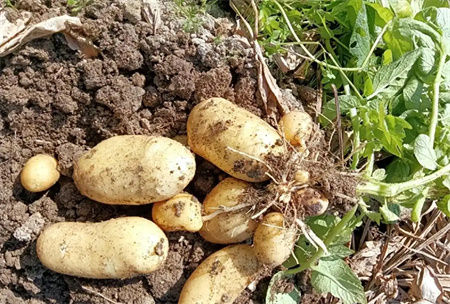 ��������ʳ�ı���Ϊ������ƻ������